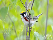 驚蟄至，萬物長，清幽之境隱藏著一把楊格智能鎖