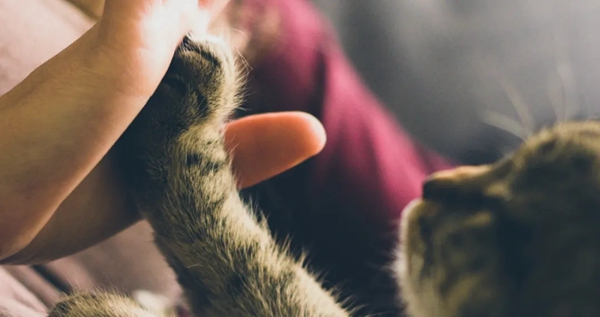 飛利浦智能鎖：寵物獨(dú)自開門存在的安全隱患 你注意到了嗎？