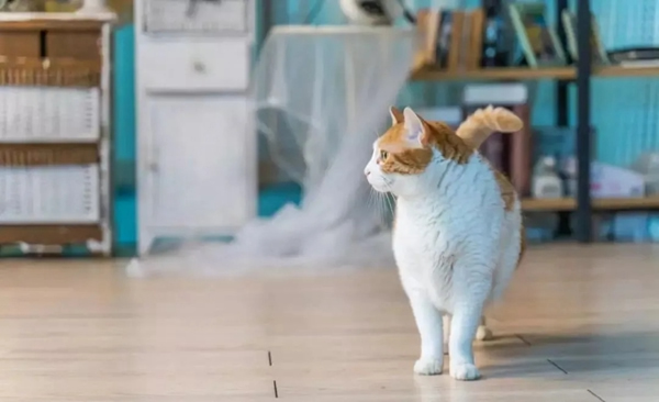 好太太：智能鎖怎么能防貓眼？