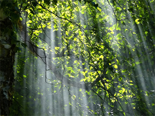 光線與晝夜節(jié)律 | 科學(xué)打造健康生物鐘的照明環(huán)境